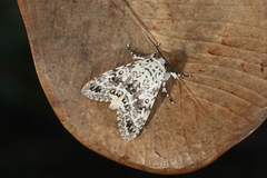 Lichnoptera pollux