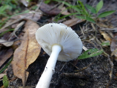 Amanita murrilliana
