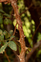 Zanthoxylum chalybeum