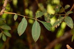 Zanthoxylum chalybeum