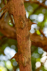 Zanthoxylum chalybeum