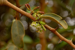 Ximenia caffra