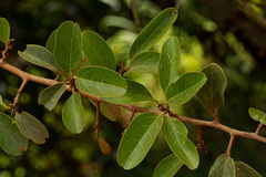 Ximenia caffra
