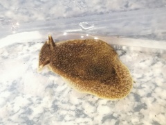 Pleurobranchaea japonica