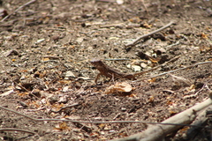 Sceloporus siniferus