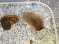 Pleurobranchaea japonica