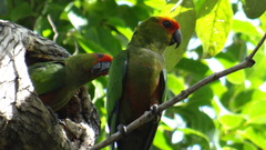 Aratinga auricapillus
