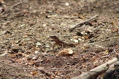 Sceloporus siniferus