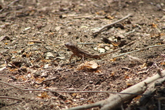 Sceloporus siniferus