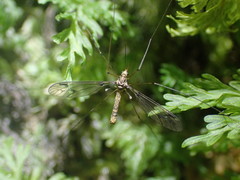 Leptotarsus cubitalis
