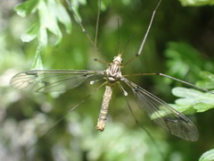 Leptotarsus cubitalis
