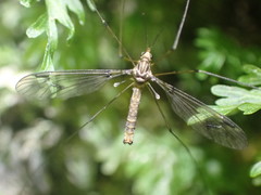 Leptotarsus cubitalis