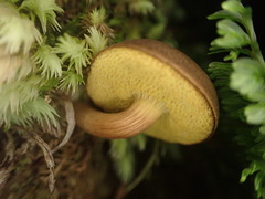 Xerocomus nothofagi