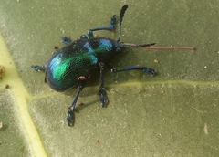 Platycorynus peregrinus