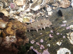 Apostichopus japonicus