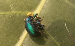 Platycorynus peregrinus