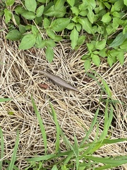 Plestiodon chinensis