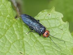Acantholyda erythrocephala