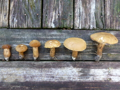 Tylopilus tabacinus