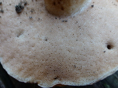 Tylopilus tabacinus