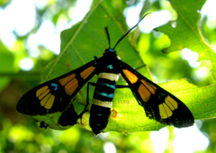 Euchromia horsfieldi