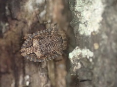 Syrphetodes marginatus