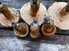 Tylopilus tabacinus