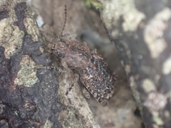 Syrphetodes marginatus