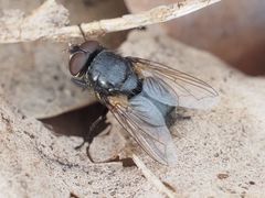 Pollenia leclercqiana