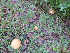 Tylopilus tabacinus
