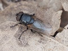 Pollenia leclercqiana