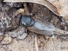 Pollenia leclercqiana