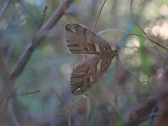 Chalastra aristarcha