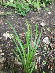 Carex sparganioides