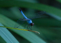 Brachydiplax denticauda