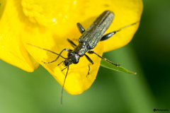 Oedemera virescens