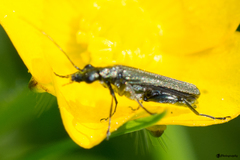 Oedemera virescens