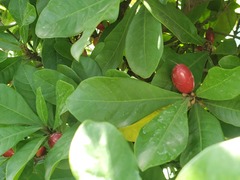 Synsepalum dulcificum