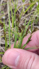 Carex praecox