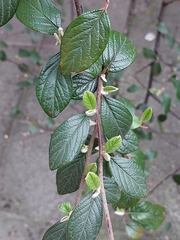 Cotoneaster sternianus