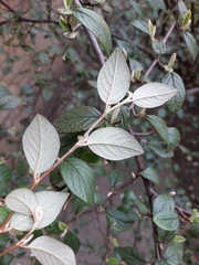 Cotoneaster sternianus