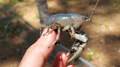 Fallicambarus houstonensis