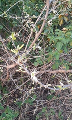 Alangium salviifolium