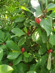 Synsepalum dulcificum