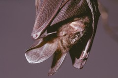 Image of Nycteris grandis