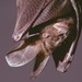 Large Slit-faced Bat - Photo (c) Jakob Fahr, some rights reserved (CC BY-NC), uploaded by Jakob Fahr