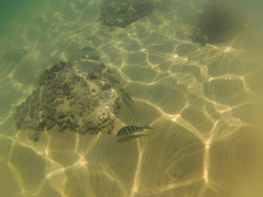 Halichoeres notospilus