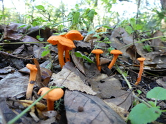 Cantharellus texensis