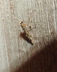 Conopomorpha cyanospila