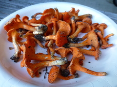 Cantharellus texensis